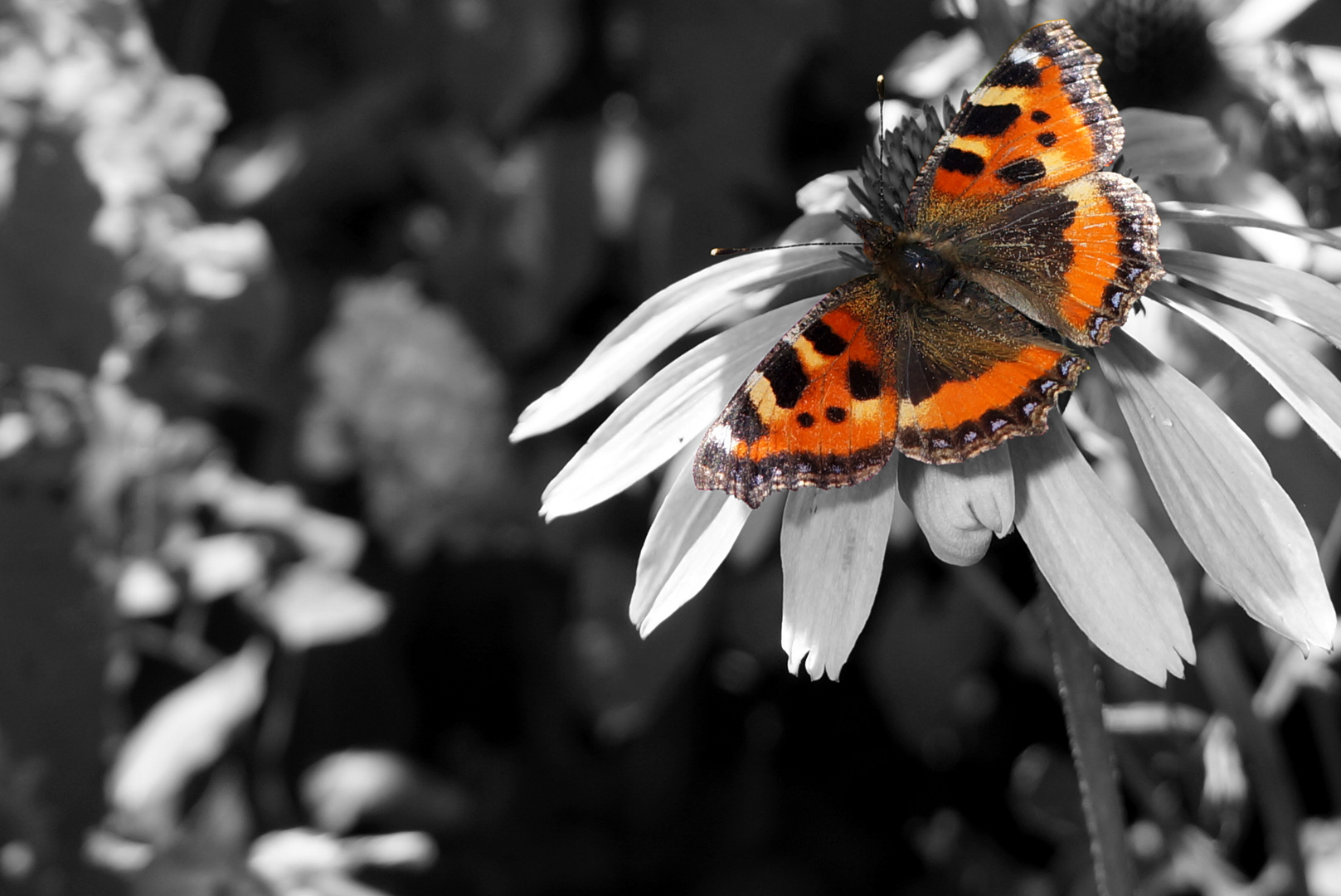 Aglais urticae