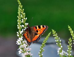 Aglais urticae