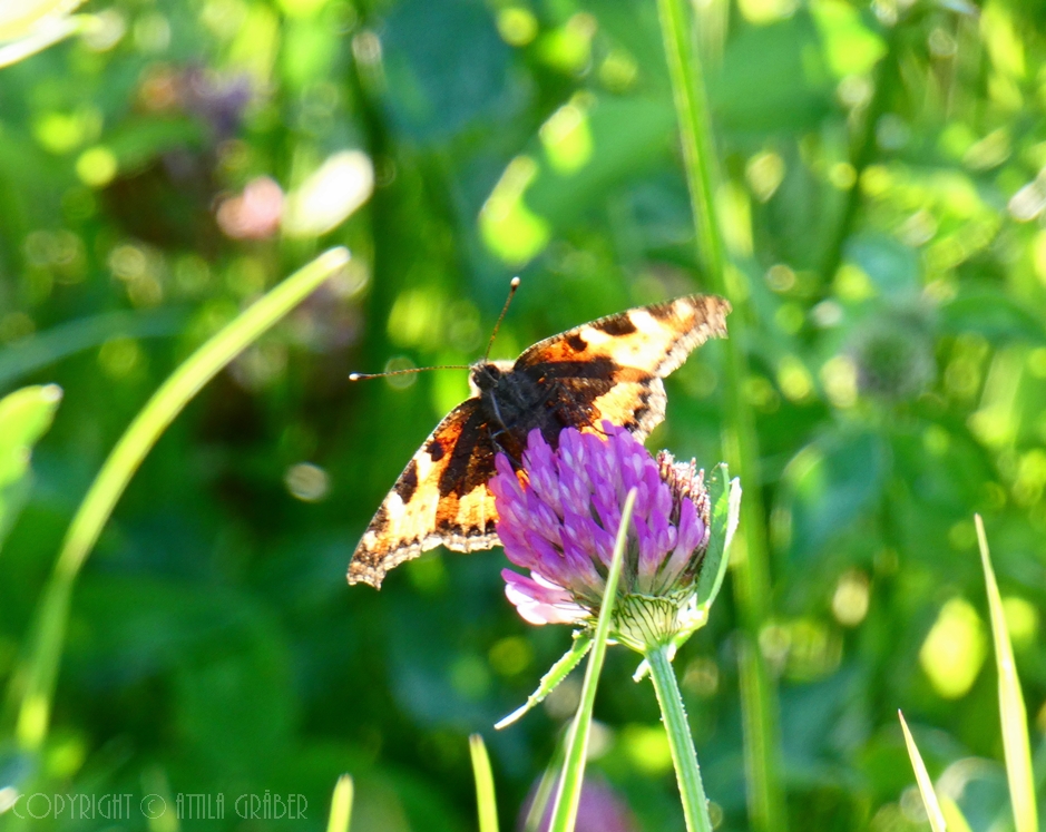 Aglais urticae [f]