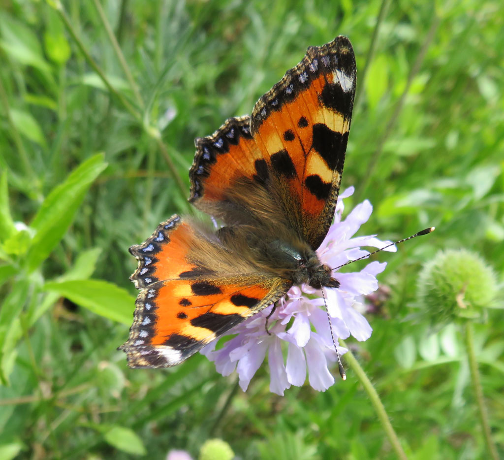 Aglais urticae - kleiner Fuchs 