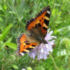 Aglais urticae - kleiner Fuchs 