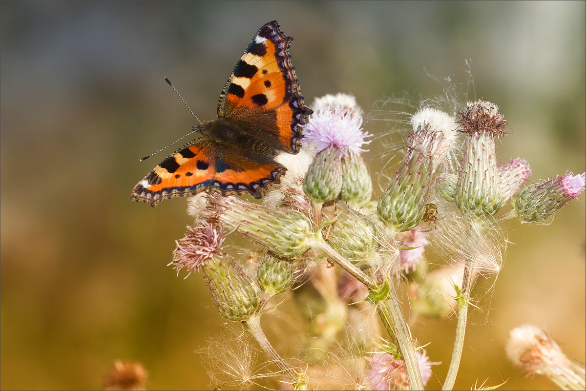 Aglais urticae – Kleiner Fuchs