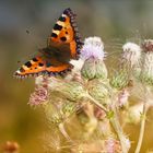 Aglais urticae – Kleiner Fuchs