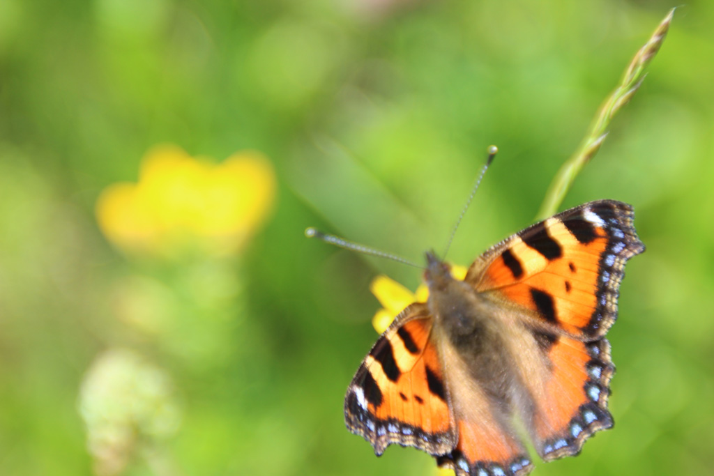 Aglais urticae - kleiner Fuchs 