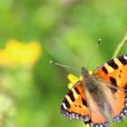 Aglais urticae - kleiner Fuchs 