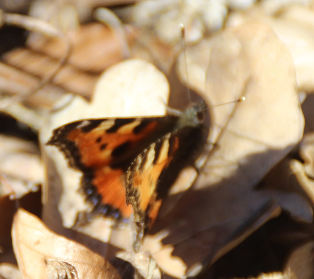 Aglais urticae - kleiner Fuchs