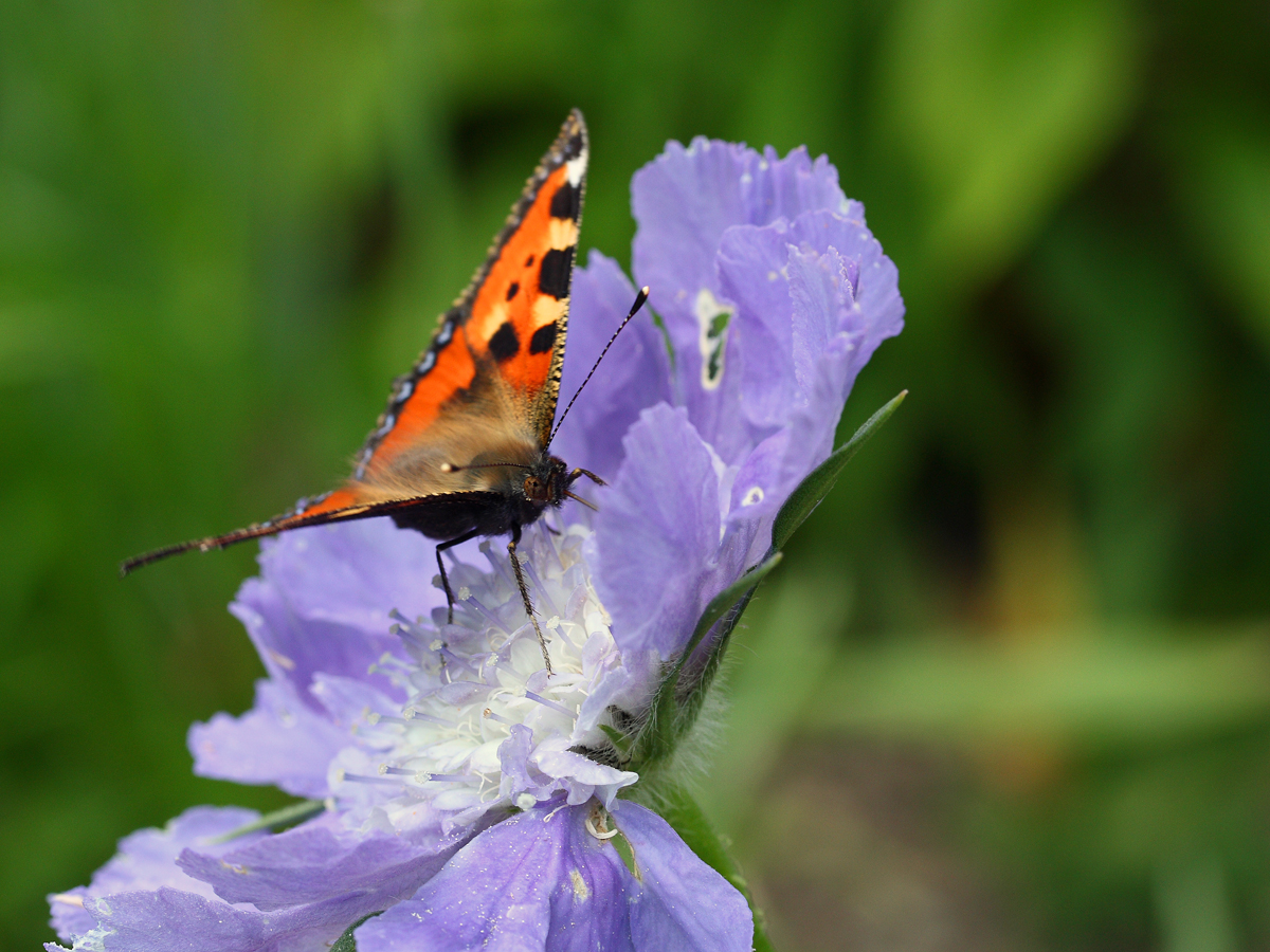 Aglais urticae (Kleiner Fuchs)