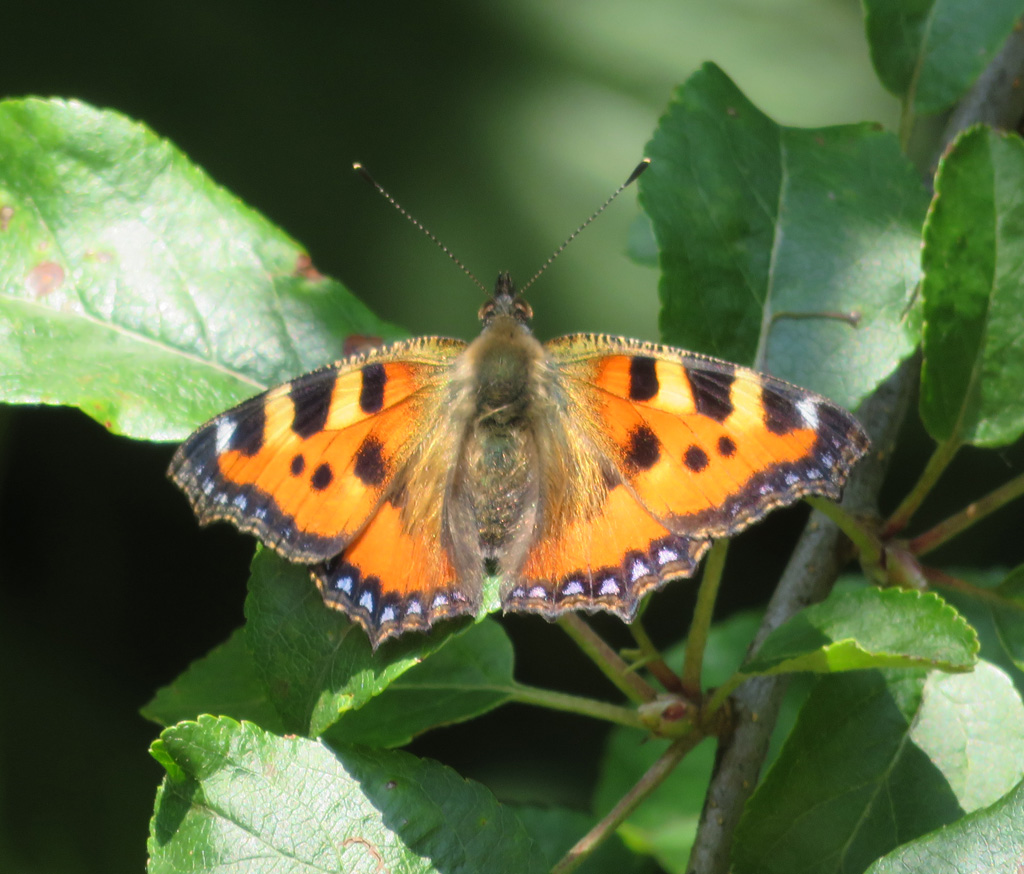 Aglais urticae - kleiner Fuchs