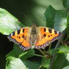 Aglais urticae - kleiner Fuchs