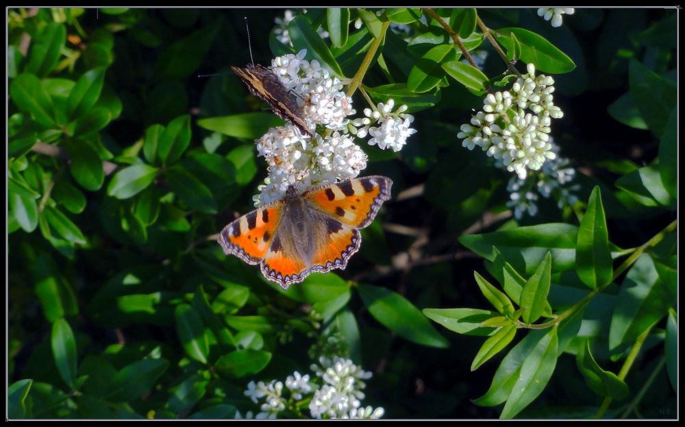 -aglais urticae (kleiner Fuchs)-