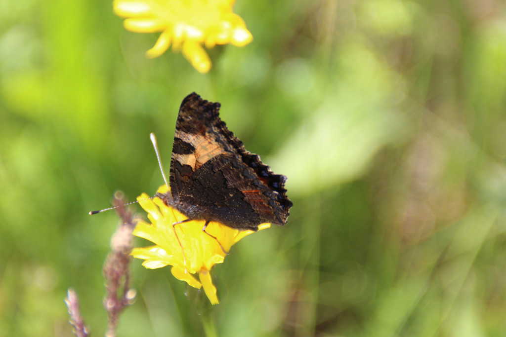 Aglais urticae - kleiner Fuchs