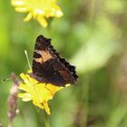 Aglais urticae - kleiner Fuchs