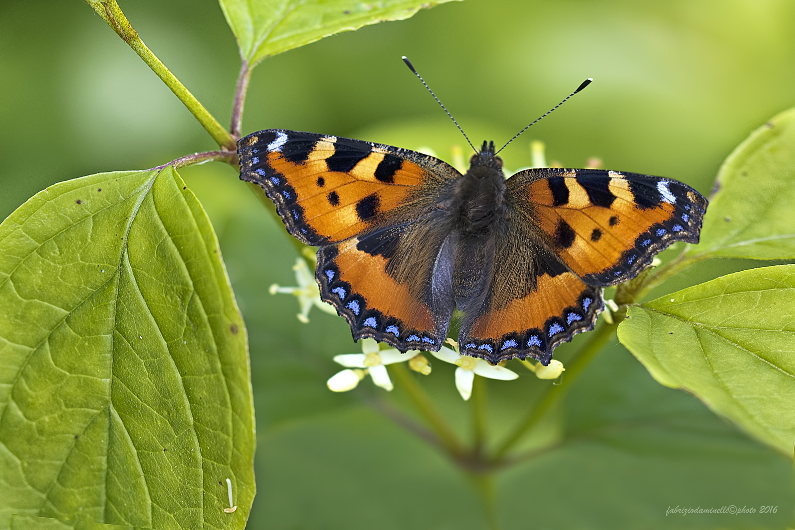 Aglais urticae - Linnaeus, 1758