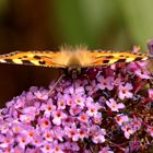 Aglais urticae - so flauschig -