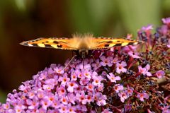 Aglais urticae - so flauschig -