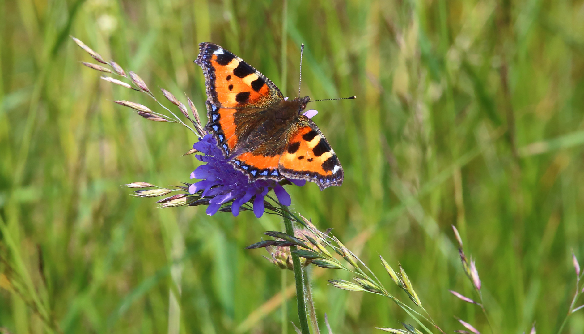 Aglais urticae...Kleiner Fuchs von oben...