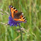 Aglais urticae...Kleiner Fuchs von oben...