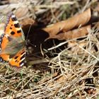 Aglais urticeae- kleiner Fuchs 