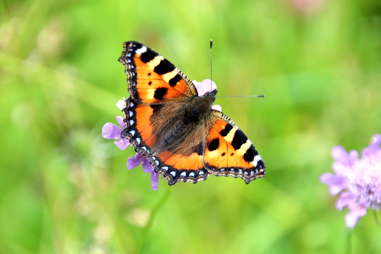 Aglais uticae