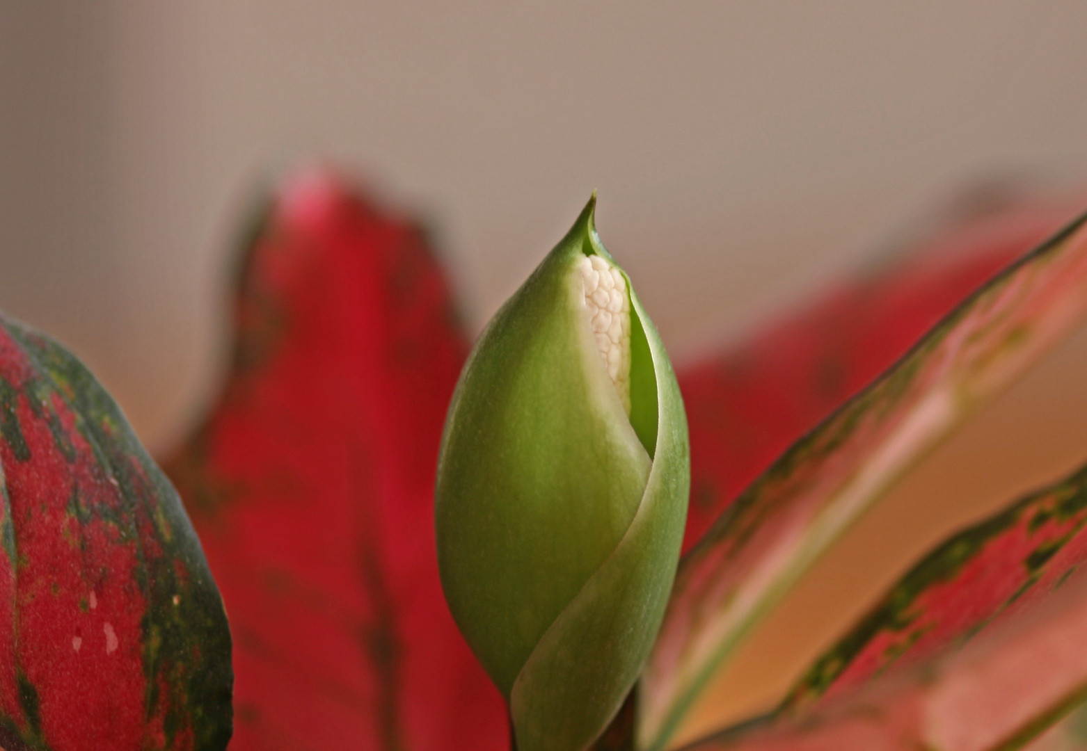 Aglaonema