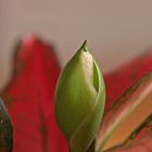 Aglaonema