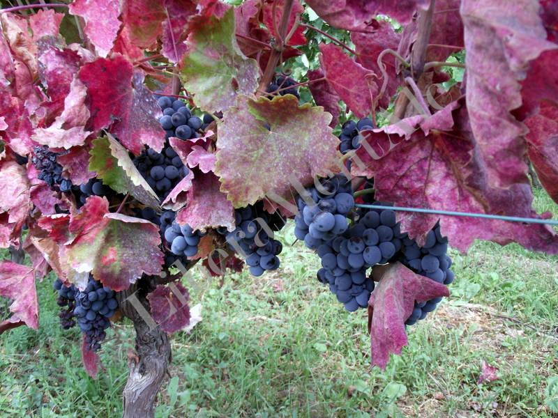 Aglianico del Vulture - Barile