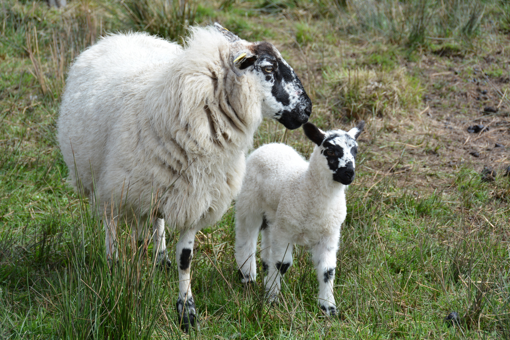 Agneau et sa mère