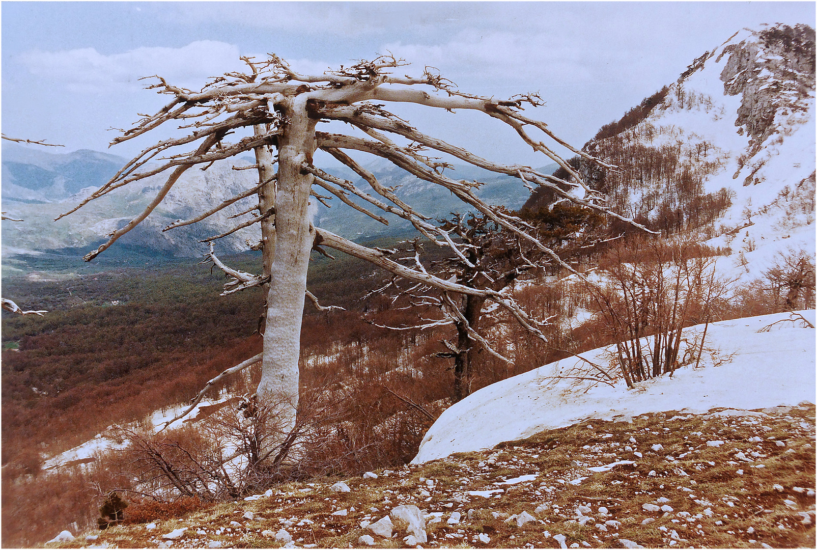 Agonie einer Panzerkiefer auf dem Monte Pollino