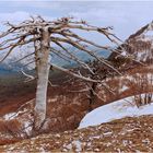 Agonie einer Panzerkiefer auf dem Monte Pollino