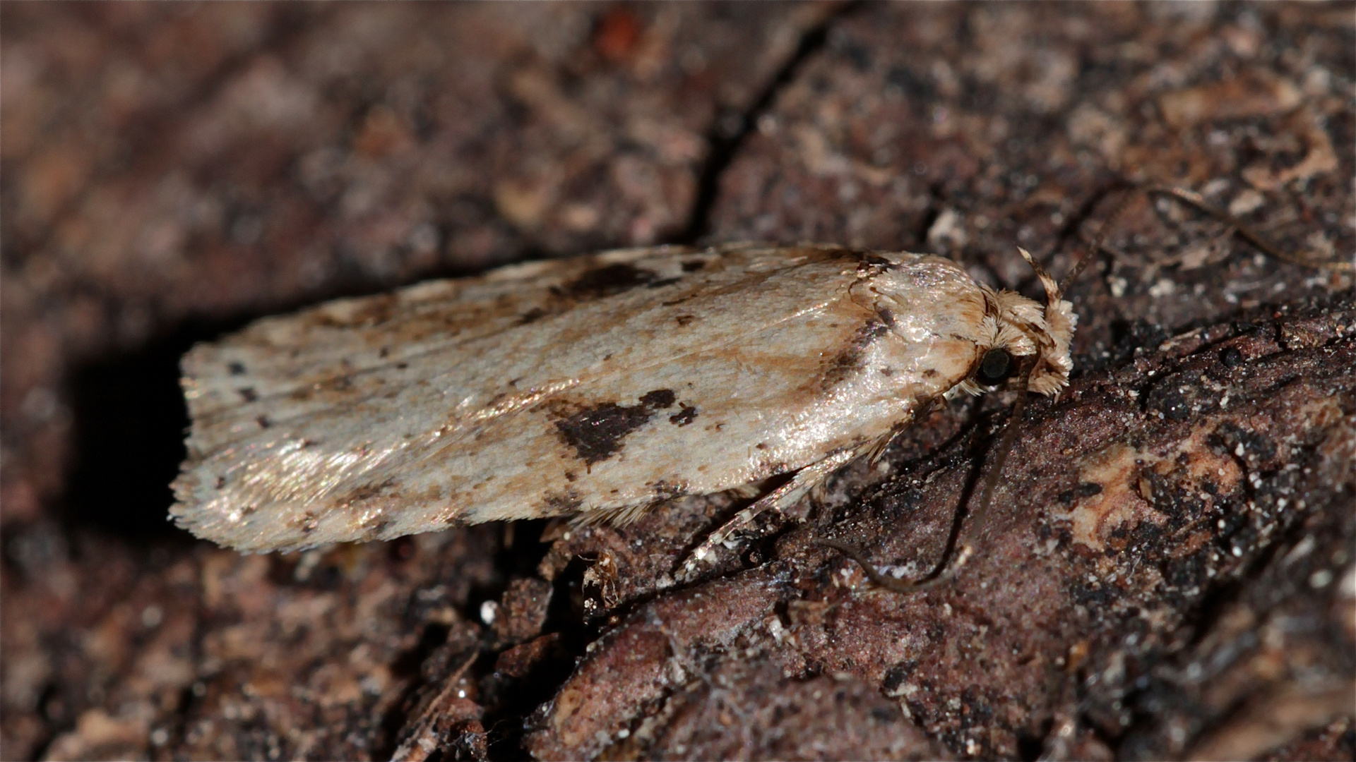 Agonopterix agenella (nicht: assimilella!)