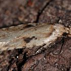 Agonopterix agenella (nicht: assimilella!)