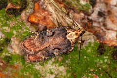 Agonopterix liturosa (HAWORTH, [1811])