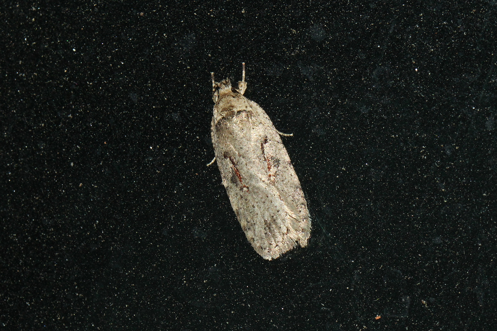 Agonopterix ocellana