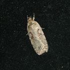 Agonopterix ocellana