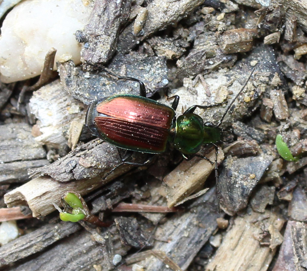 Agonum sexpunctatum-Laufkäfer 