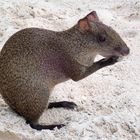 Agouti beim futtern .....