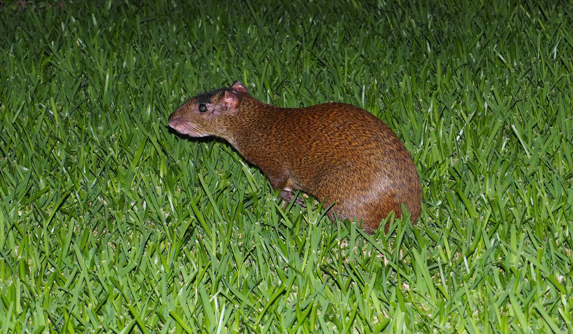 Agouti in der Nacht ...