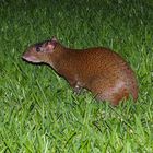 Agouti in der Nacht ...