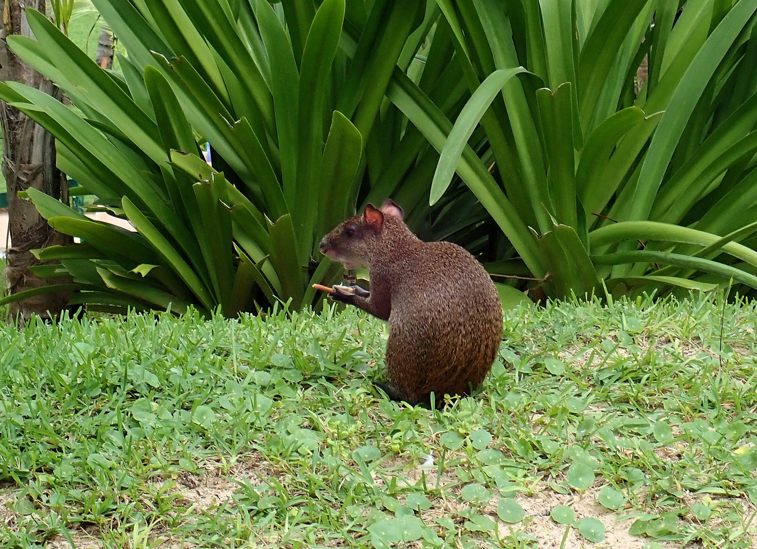 Agouti in Mexiko ....