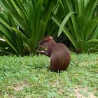 Agouti in Mexiko ....