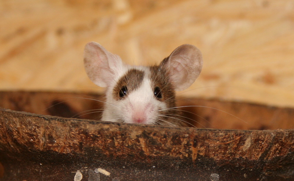 Agouti Schecke in Kokosnuss