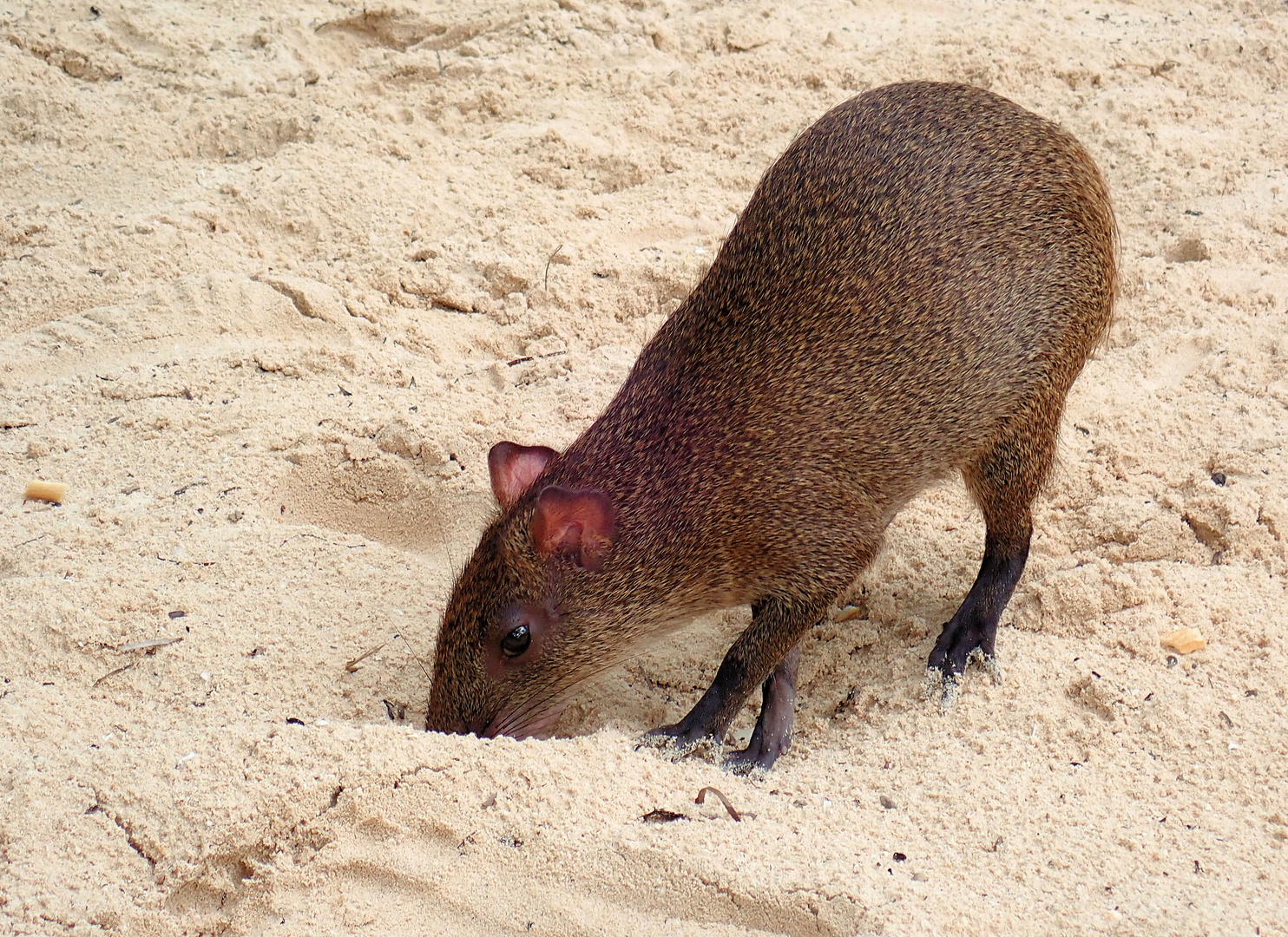 Agouti sucht fressbares ...