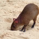 Agouti sucht fressbares ...