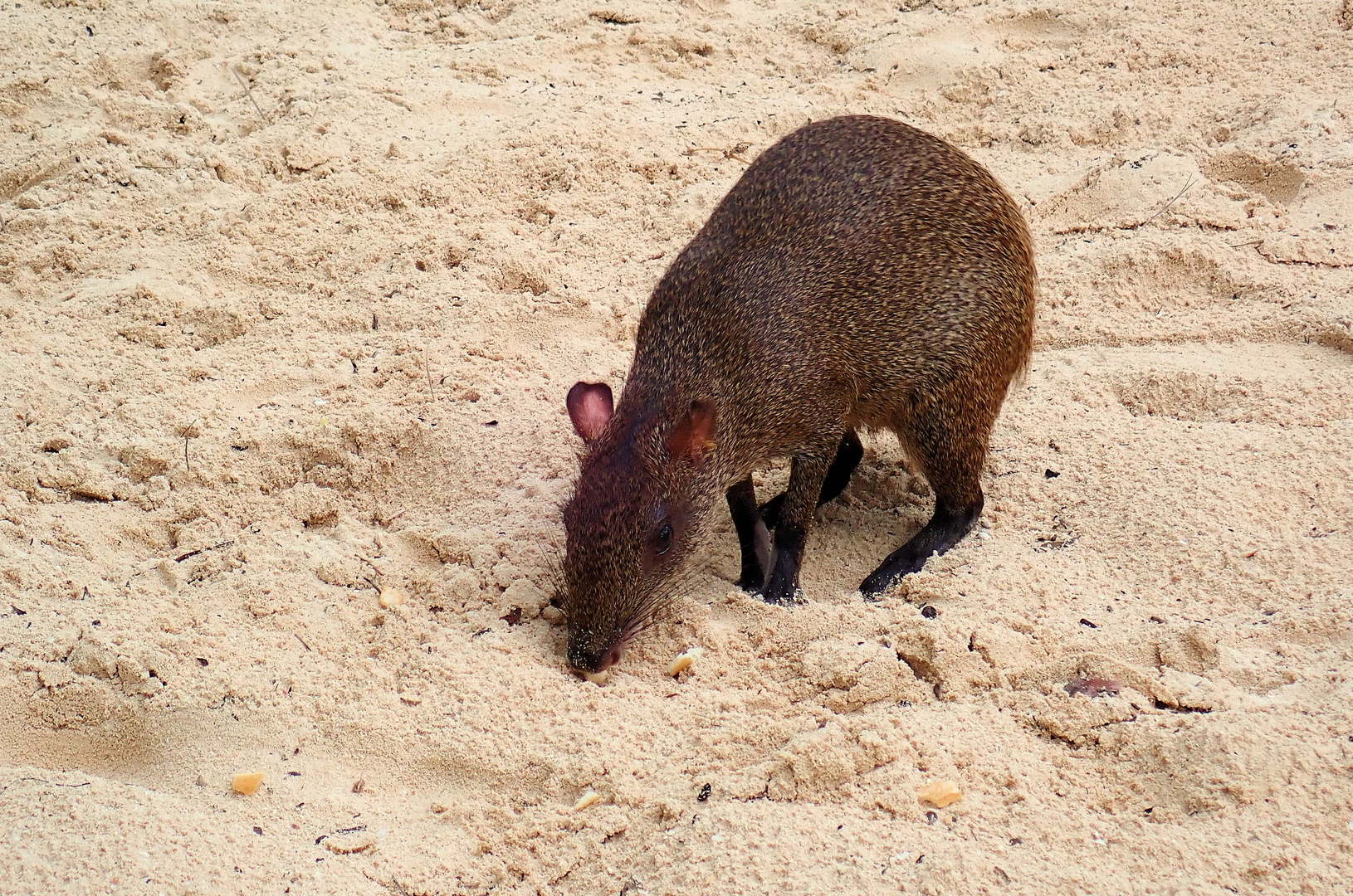 Agouti sucht was Leckeres ...