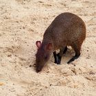 Agouti sucht was Leckeres ...