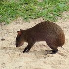 Agouti vergräbt was zu futtern .....