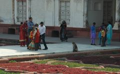 Agra Fort (3) , face to face