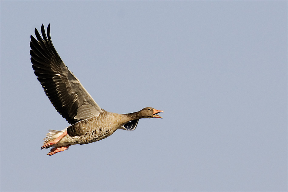 Agrarflieger II