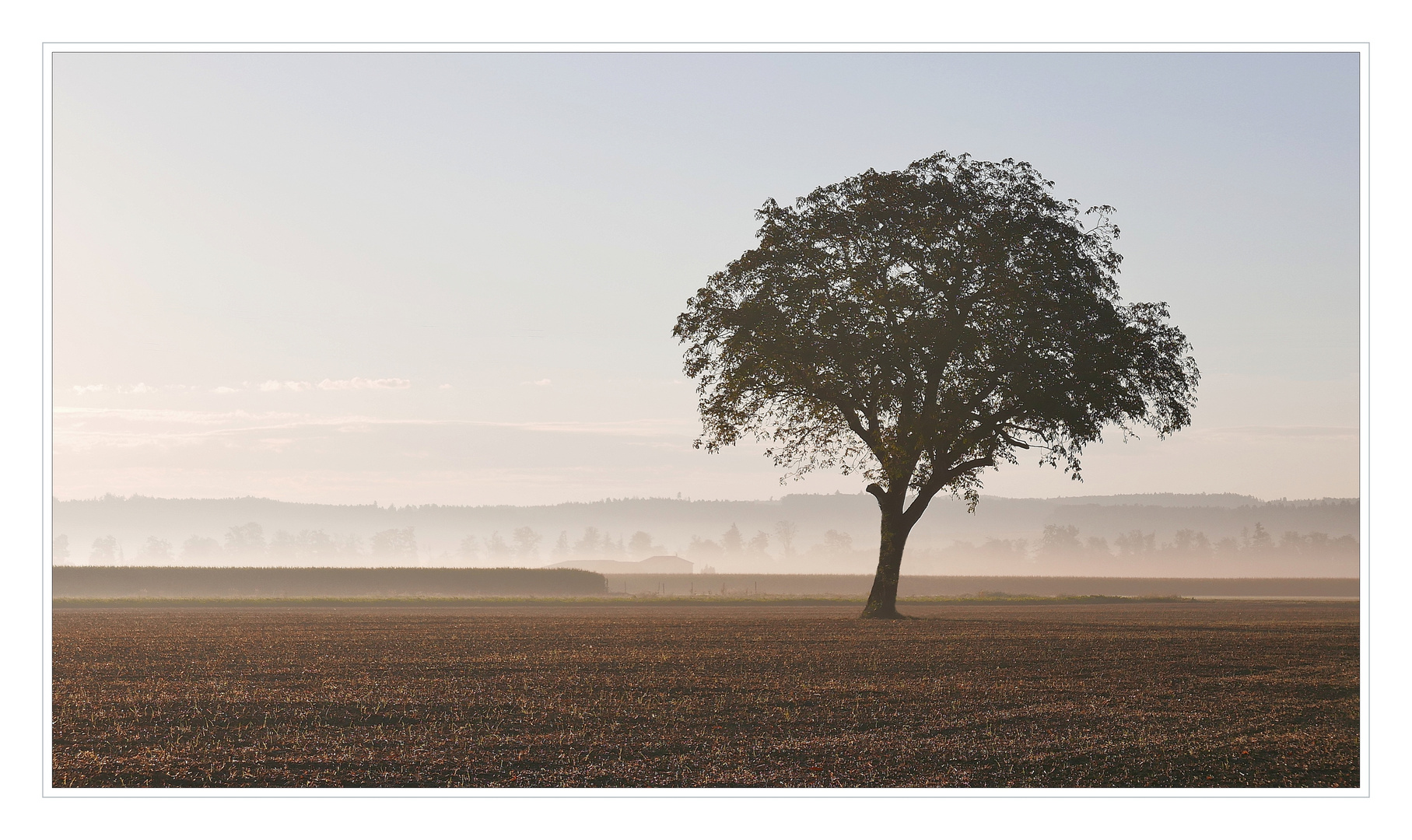 Agrarlandschaft im Morgennebel.