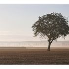 Agrarlandschaft im Morgennebel.